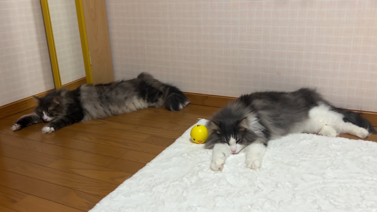 【癒し♡】ほのぼのすぎるもふ猫たちと一緒に、のんびり過ごそう♪♪♪ノルウェージャンフォレストキャットとターキッシュアンゴラ