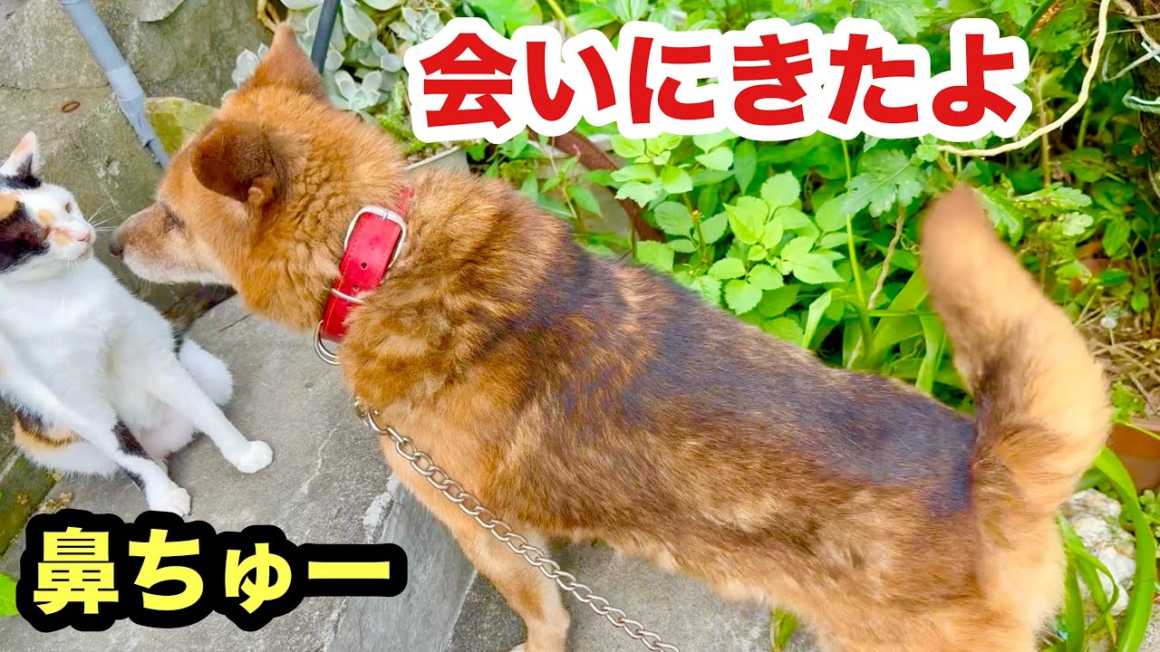 子猫に鼻ちゅーしに行く老犬が可愛すぎる