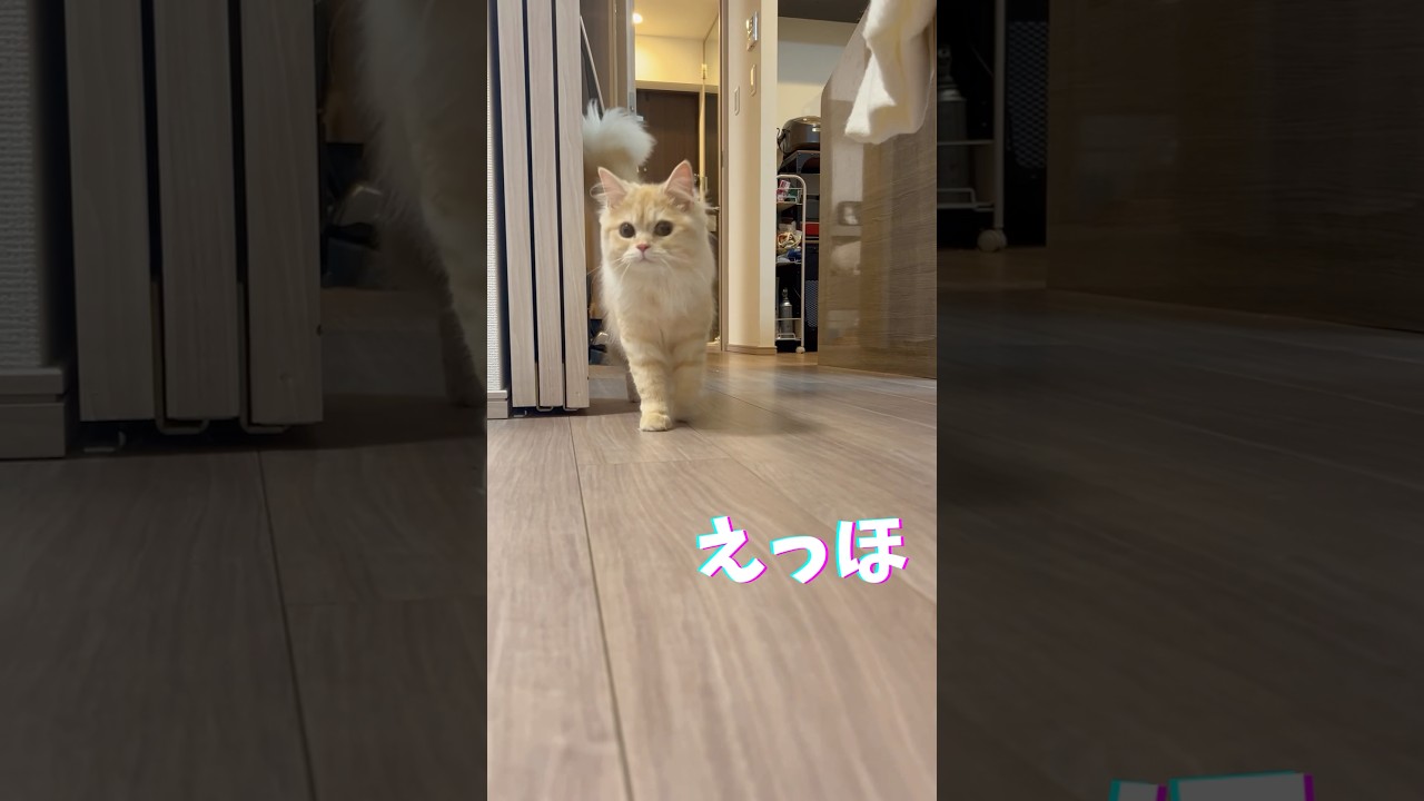 エッホエッホの歌 byマンチカン🐈 #kitten #kitty #cat #子ネコ #子猫 #子猫成長記録 #マンチカン #マンチカン子猫 #えっほ #えっほの歌 #エッホ #ｴｯﾎ #子猫癒し