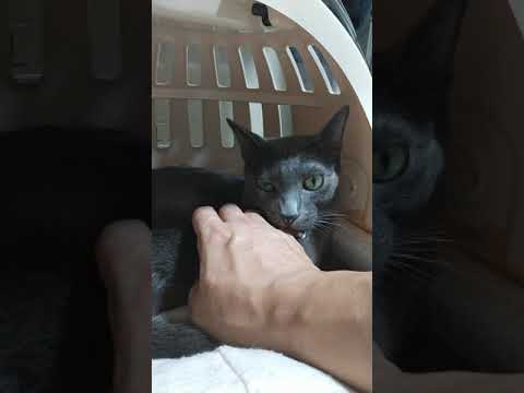 プチ癒しコラット雄のモタあま噛み！