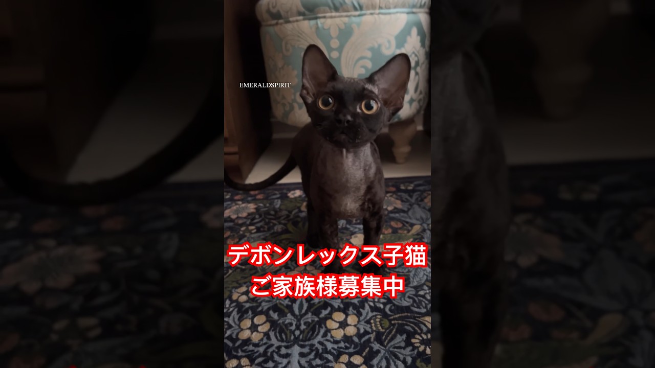 ブラックの柔らかい巻き毛が気持ちいいです！　#デボンレックス #devonrex #ご家族募集中 #德文卷毛猫 #猫 #子猫 #キャッテリー #ブリーダー #猫 #short #愛知 #黒猫