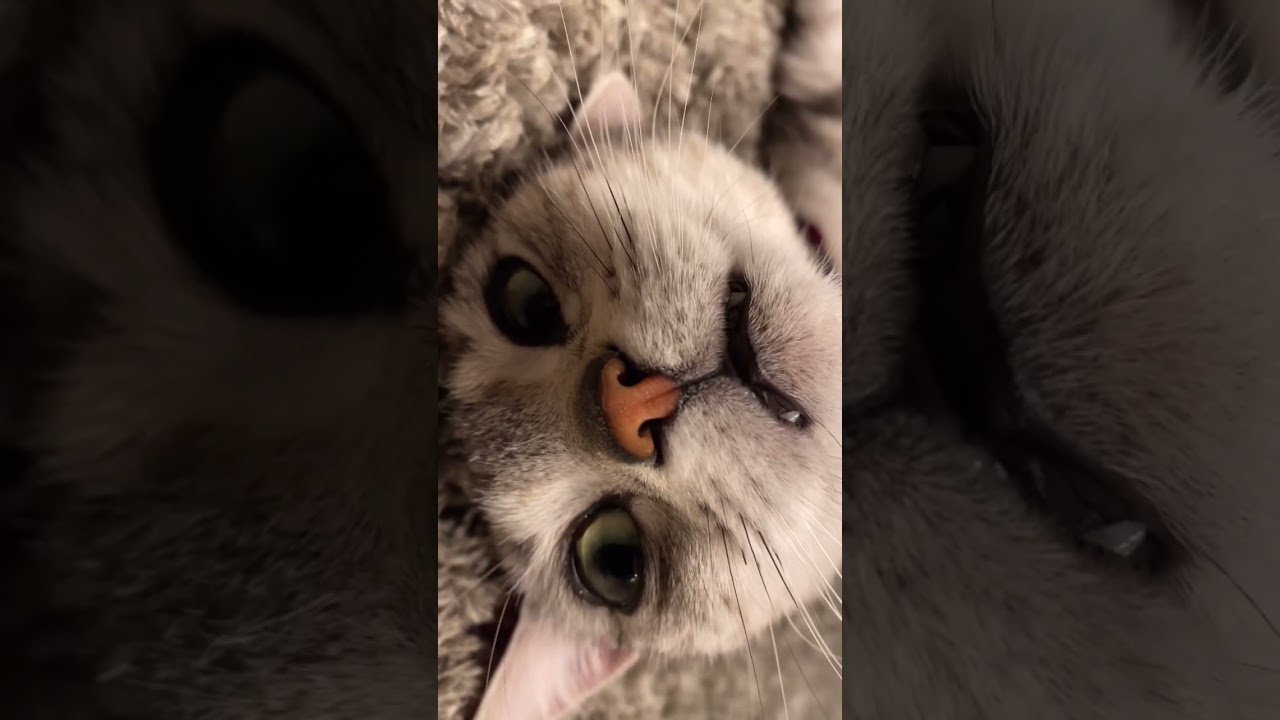 脱力感が半端ない猫ちゃん。 #shorts #アメショ