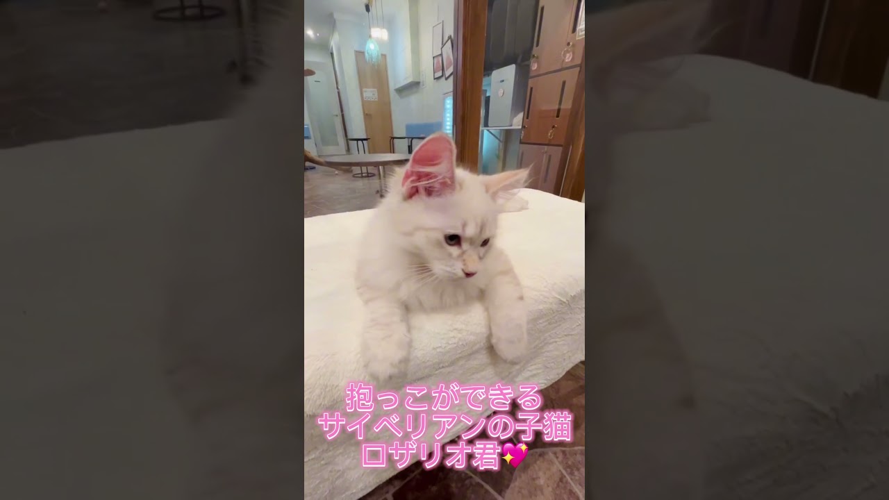 甘えん坊のロザリオ君💖ご家族様募集中です。ハイクオリティーな抱っこができる#サイベリアン の#子猫 をお迎えするなら吉祥寺のサイベリアン専門ペットショップのロイヤルキャッツで❣️#ペットショップ