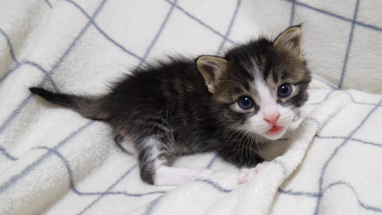 ミルクを飲んだばかりの子猫ですが、羨ましそうにミルクを飲む子猫を見つめる【赤ちゃん猫　保護猫】
