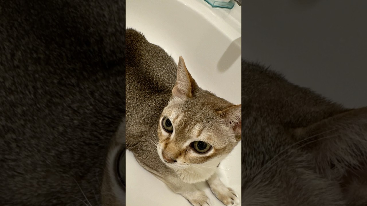 蛇口からお水直飲みをするようになったシンガプーラなのにゃ♪ #cat #シンガプーラ#singapura