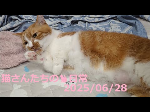 2025/06/28 猫さんたちの🐈日常😊  #ねこ #cat #猫 #बिल्ली  #マンチカン #アビシニアン #短足マンチカン #短足 #cute #abyssinian