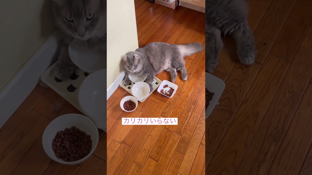 柔らかいのくれ #ねこ動画 #アメリカンカール #猫との暮らし