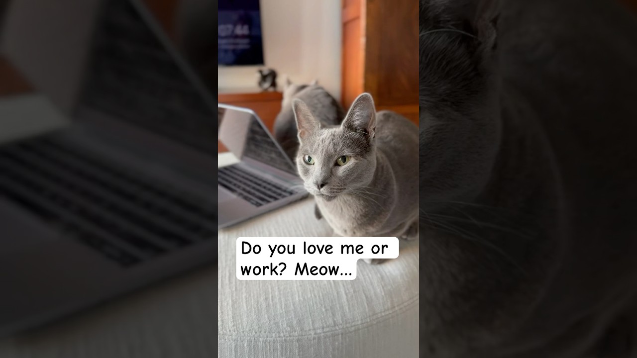 Russianblue Cats always wait for you? #cat #shortfeed #cute #catlovers