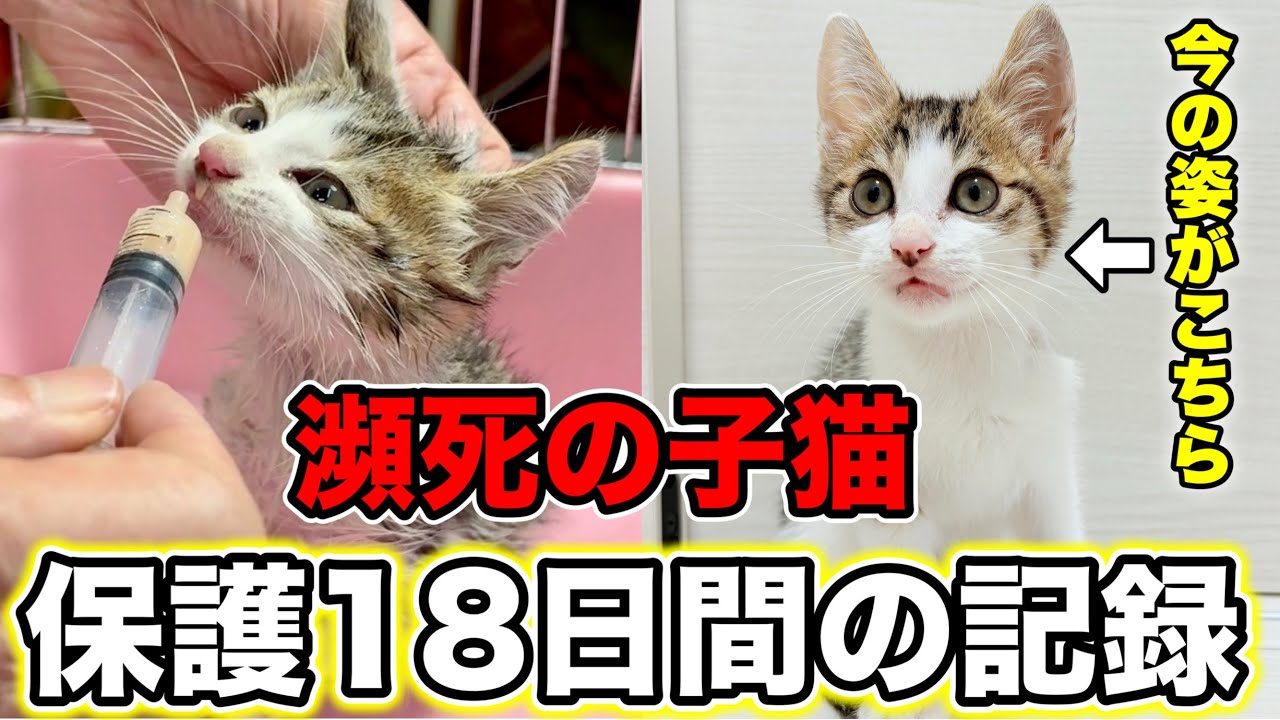 【保護18日間の奇跡】カラスに襲われた子猫が元気になるまでの記録