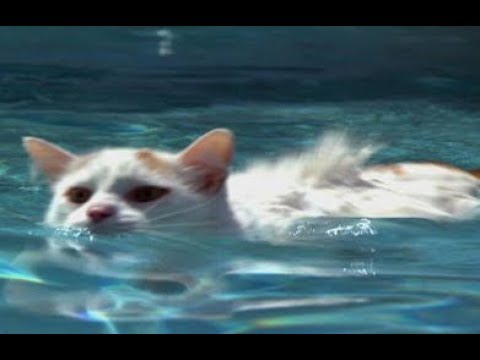 猫 ネコ画像 世界の猫！「ターキッシュバン」(Cute Funny Crazy Cats Compilation)