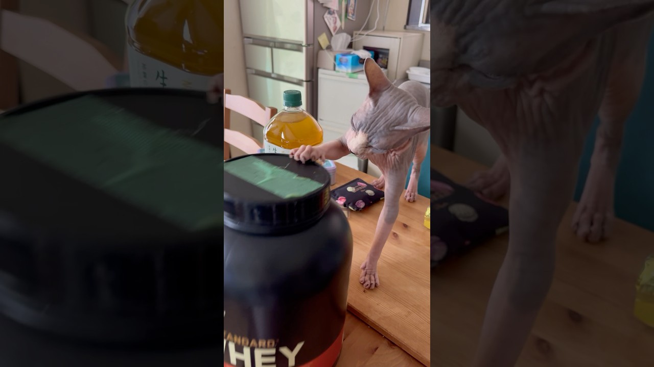 荒れるスフィンクス猫‼️#shorts #cat #猫 #cat #sphynx