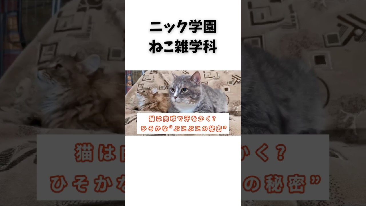 【肉球】猫は肉球で汗をかく？【ぷにぷに】 #猫 #肉球 #猫雑学 #雑学 #豆知識 #ねこ #ネコ