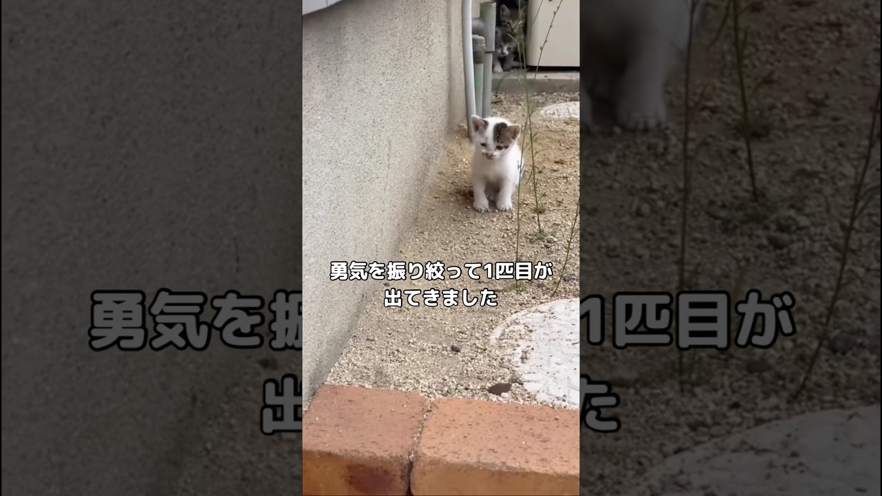 可愛すぎて心臓に悪かった #子猫 #野良猫 #保護猫 #shorts