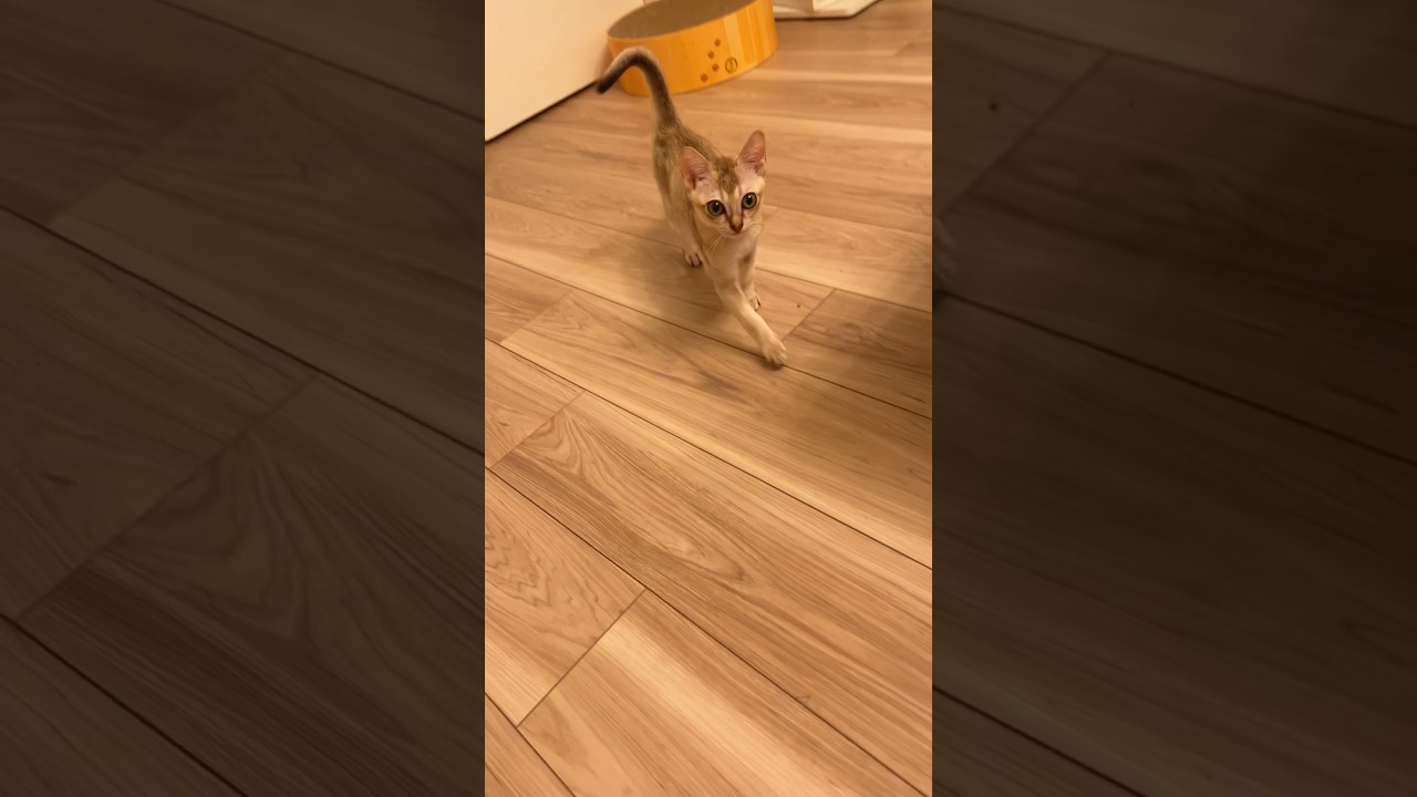 生後4ヶ月ツンデレ子猫の感動の瞬間 #シンガプーラ #cat #猫のいる暮らし #子猫 #ねこ好き