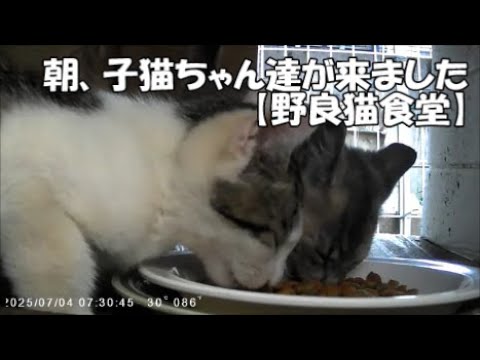 【野良猫食堂】朝から子猫ちゃんたちがご飯を食べに来てくれましたー。