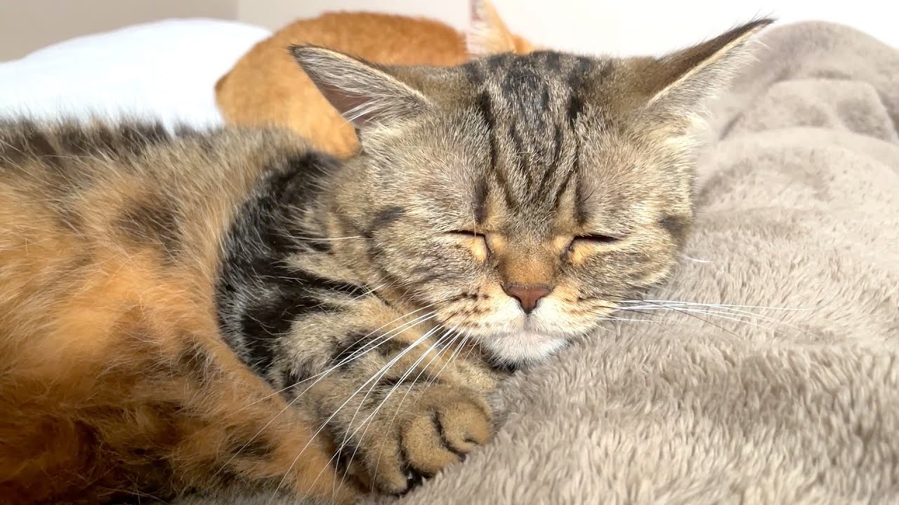 顔がふやけるほど舐められるメル