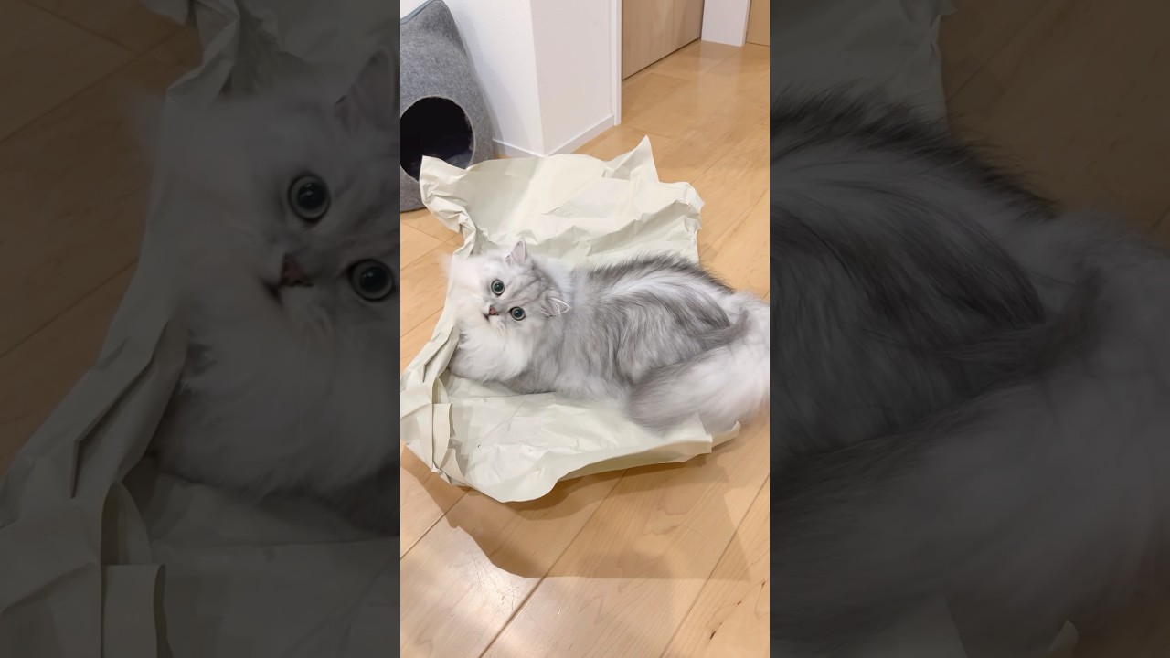 大きな紙にテンションが上がりまくる猫 【サイベリアン】 #Shorts