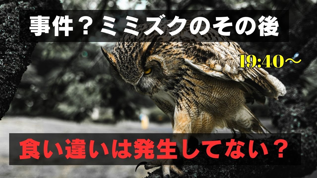 保護ミミズクのその後は一体⁉