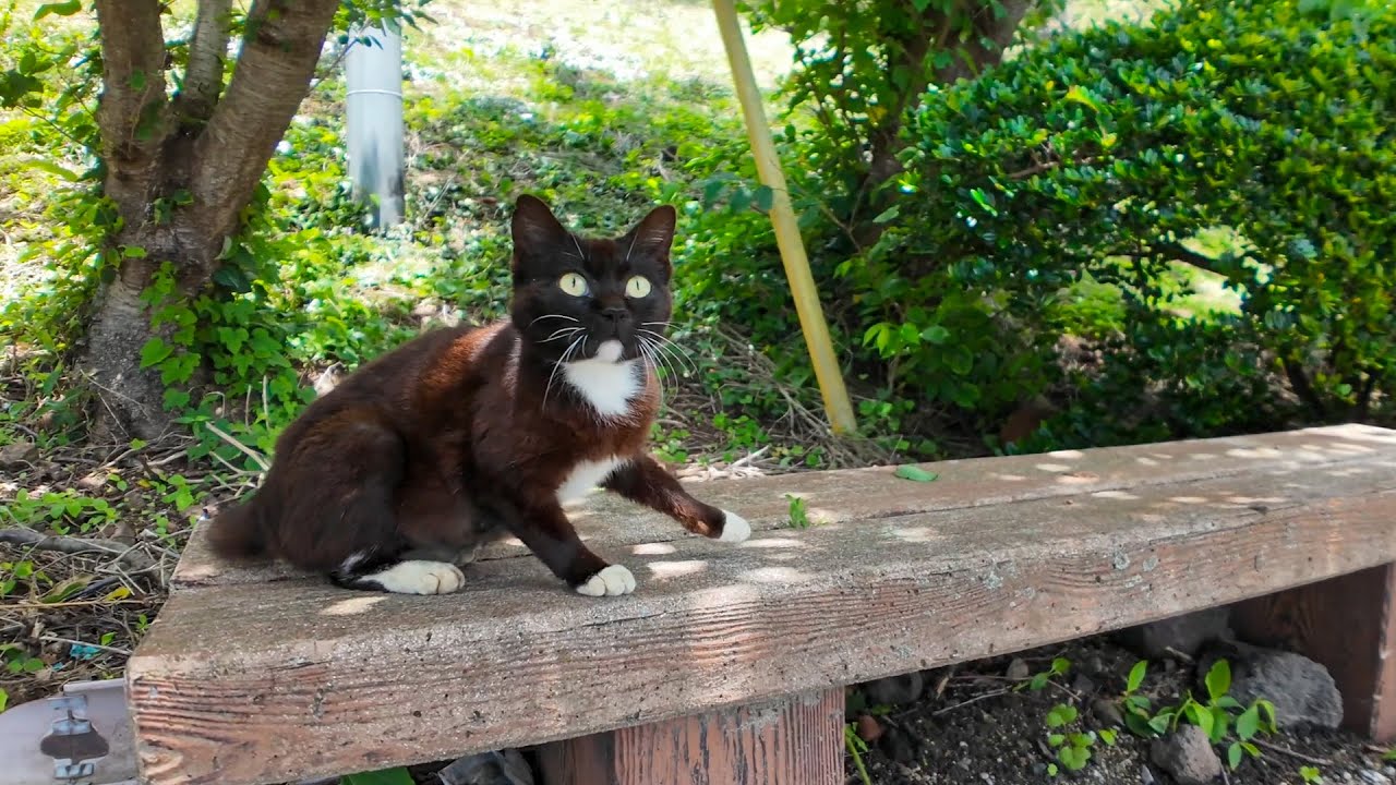 ベンチに猫が先客!? そっと隣に座ってみたら…癒しが止まらない🐱