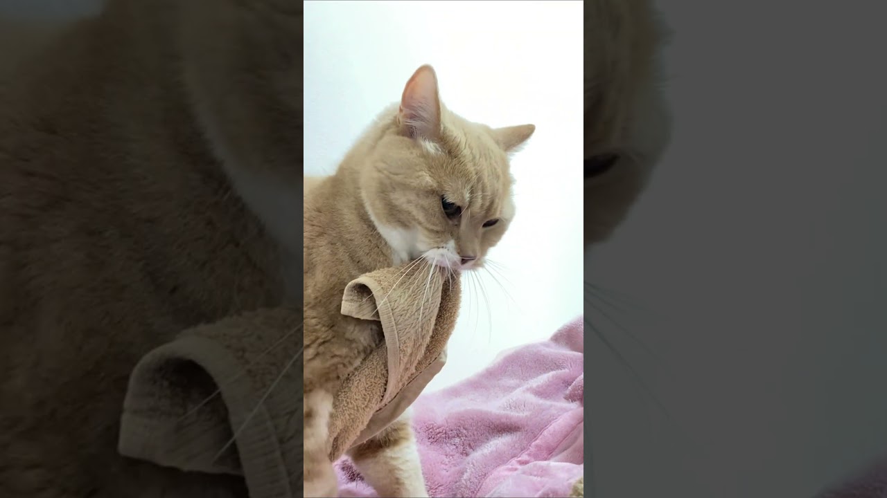 なぜ回るんだろう #shorts #猫 #cat