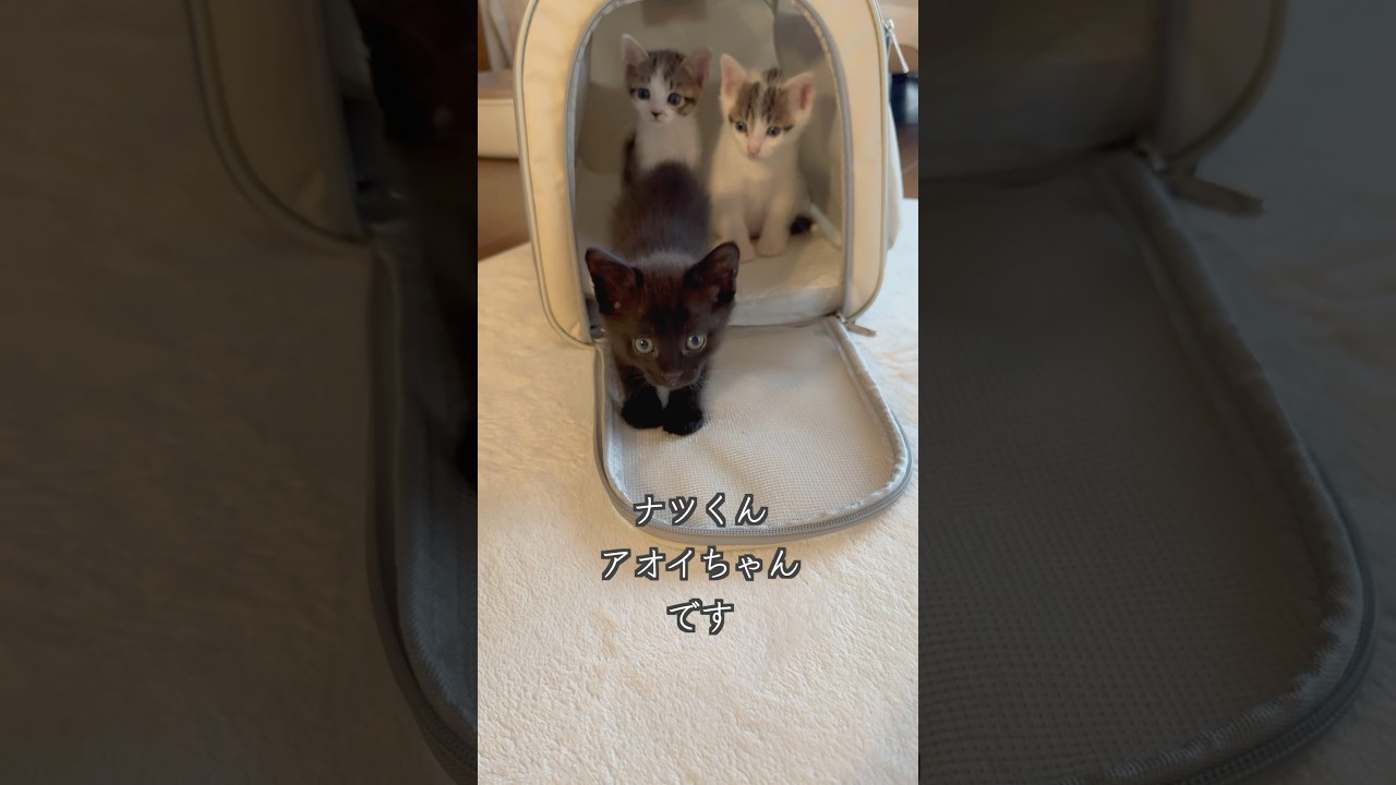 生後1ヶ月の保護子猫たちが少しずつ探検を始めます #shorts  #子猫動画 #保護子猫