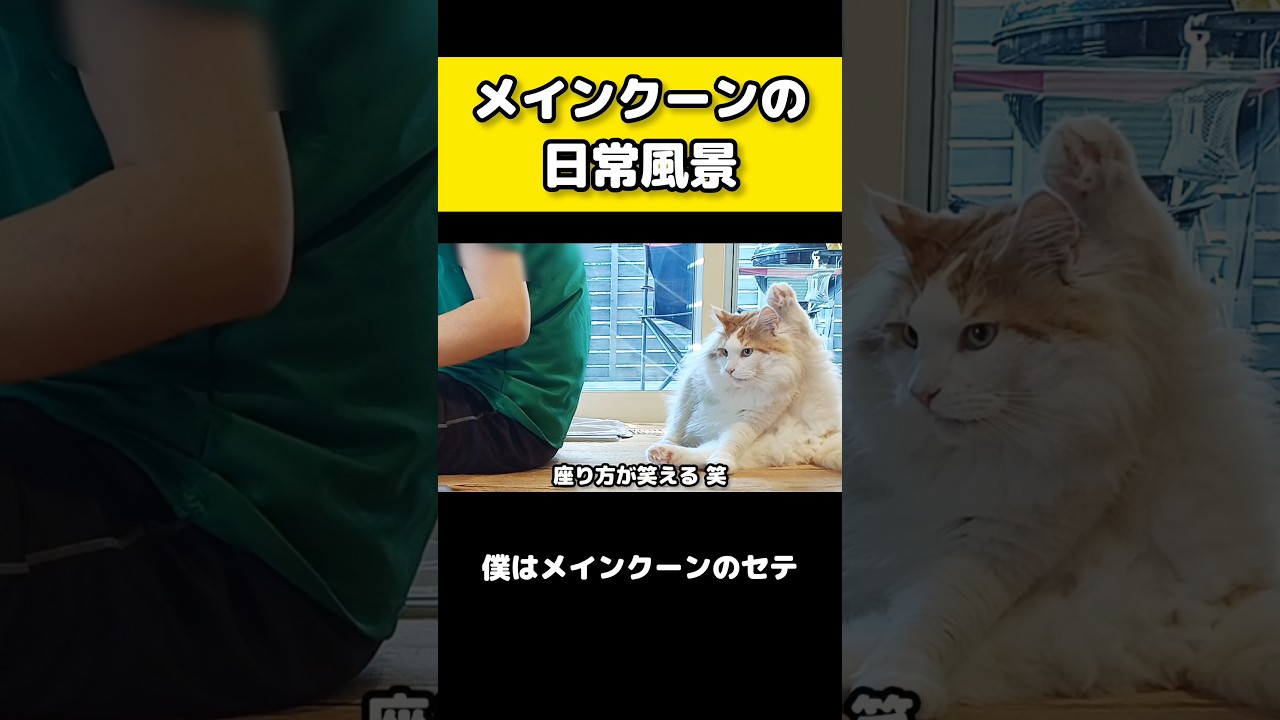 メインクーンがいる朝 #メインクーン #猫 #猫のいる暮らし#cat #mainecoon #catlover​  #catshorts​ #cute​ #cutecat​ #fyp​