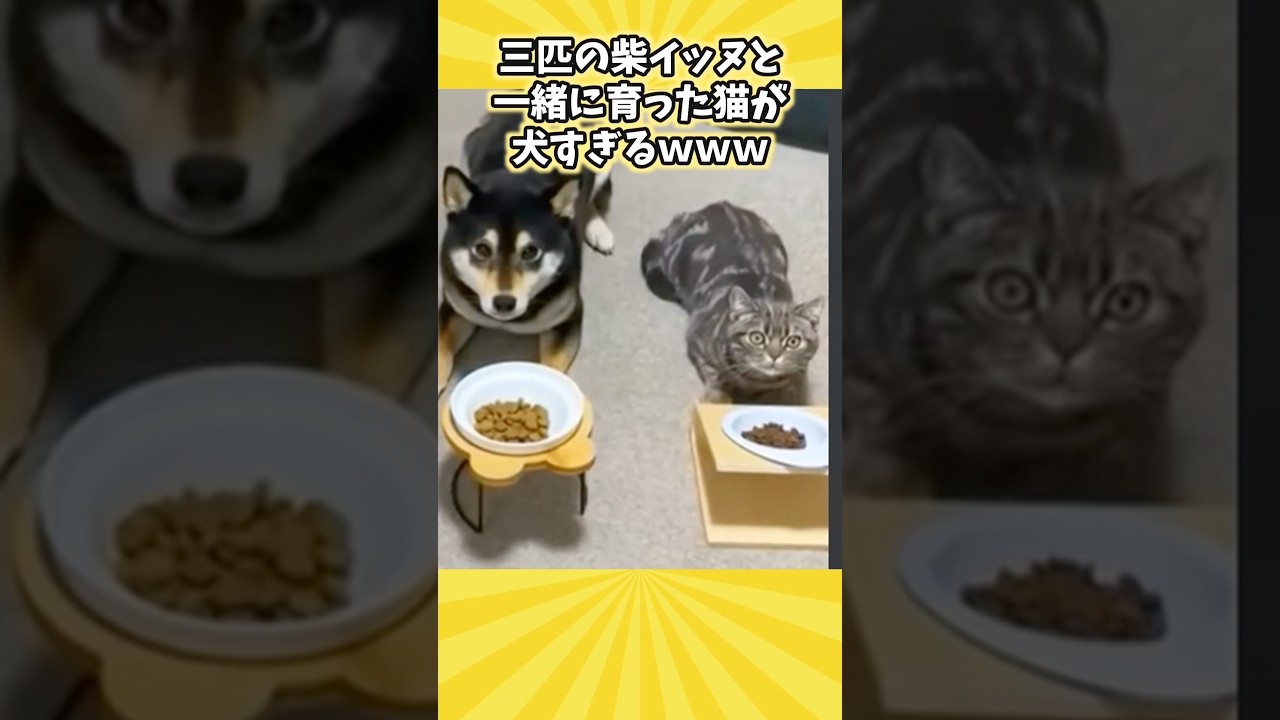 絶対ニヤける犬みたいなネッコ映像5選www #猫 #猫のいる暮らし #猫動画 #ねこ #可愛い #かわいい #癒し #ペット #動物 #2ch #shorts
