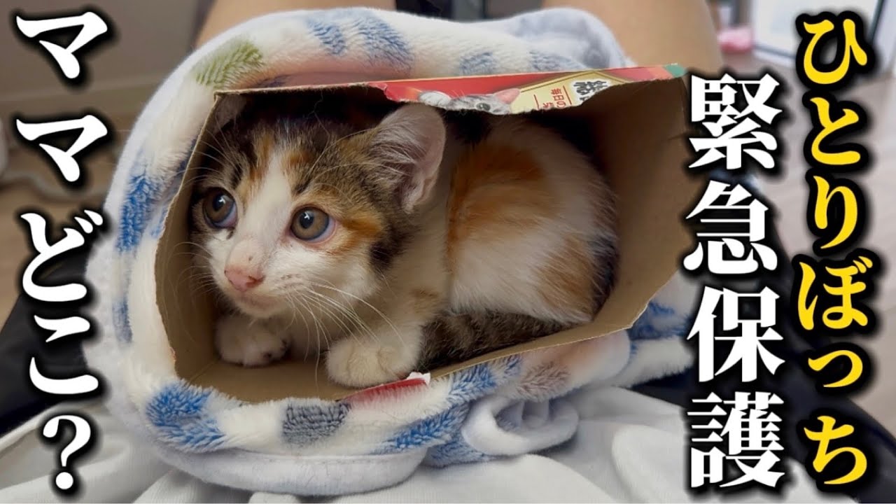 【新入り】3日間ひとりぼっちで必死に鳴き続けた子猫を緊急保護しました