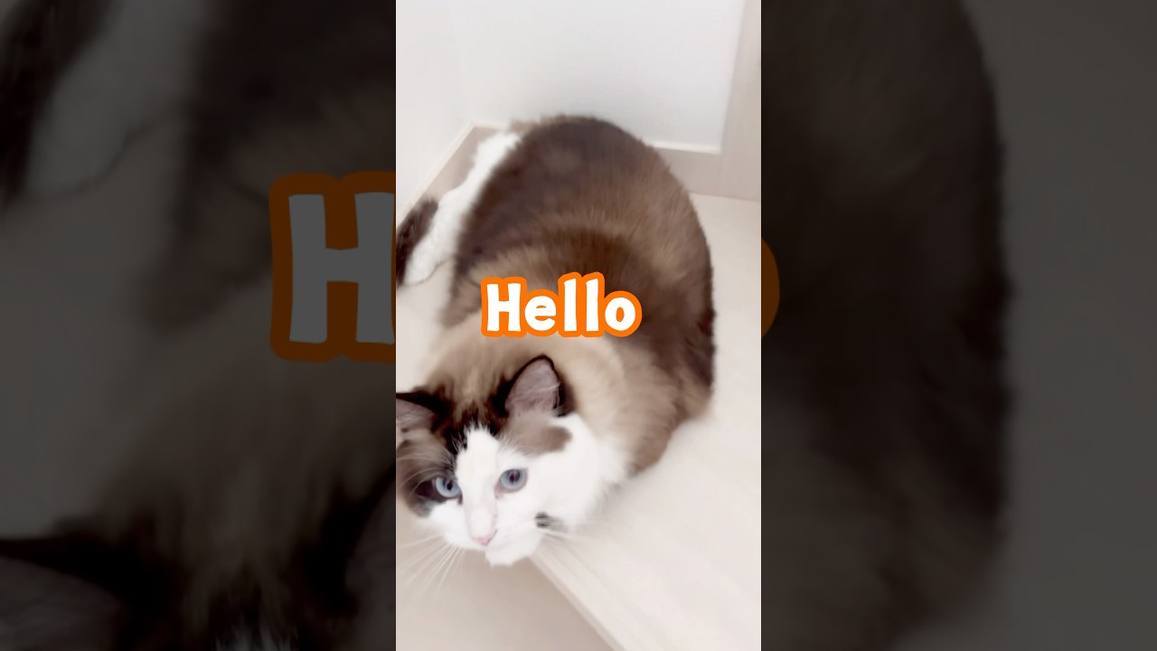 【猫動画】子分ふたりを見張りにつけて2階に鎮座する女帝ペルシャ😈#shorts #cat #猫 #ラグドール #アメリカンショートヘア #ペルシャ猫
