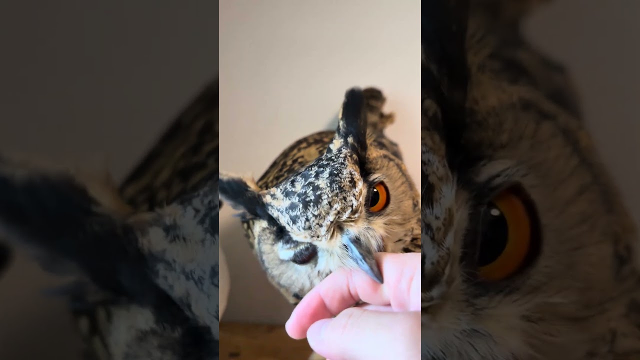 本日のふー Foo ofthe day 【ベンガルワシミミズク】 #owl #フクロウ #birds #animals #cute #wildlife #pets #nature