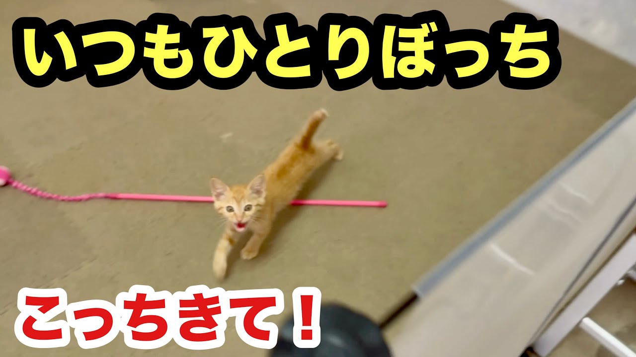 いつも１匹で待ってる保護子猫ちゃーこ
