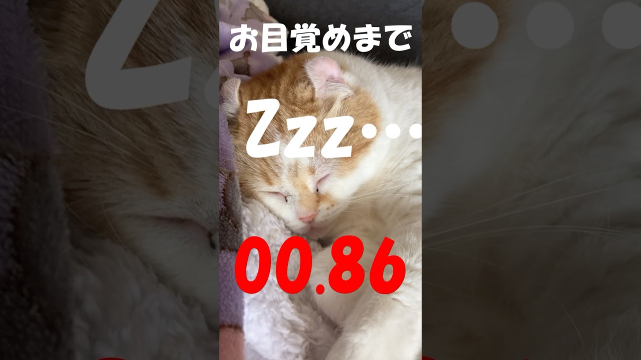 目覚めの良い猫  #cat #猫のいる暮らし #アメリカンカール