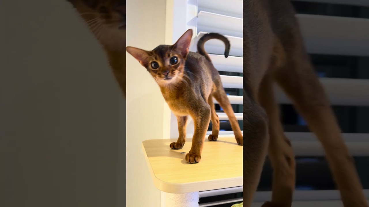 Don’t be shy #abyssiniancats #funnyanimals #catlovers #abycuties #catlife