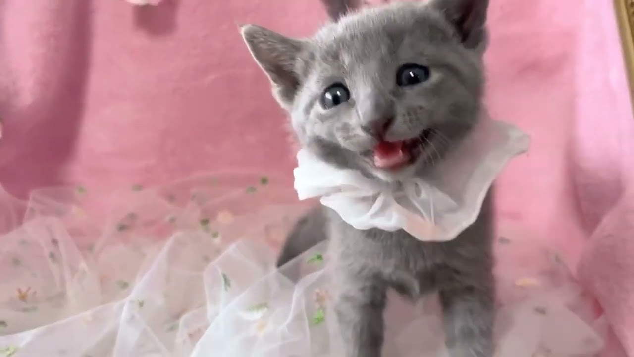 ロシアンブルー 【生後8ヶ月まで★生命保証付き】甘いお顔立ちの女の子♡【お土産付き】