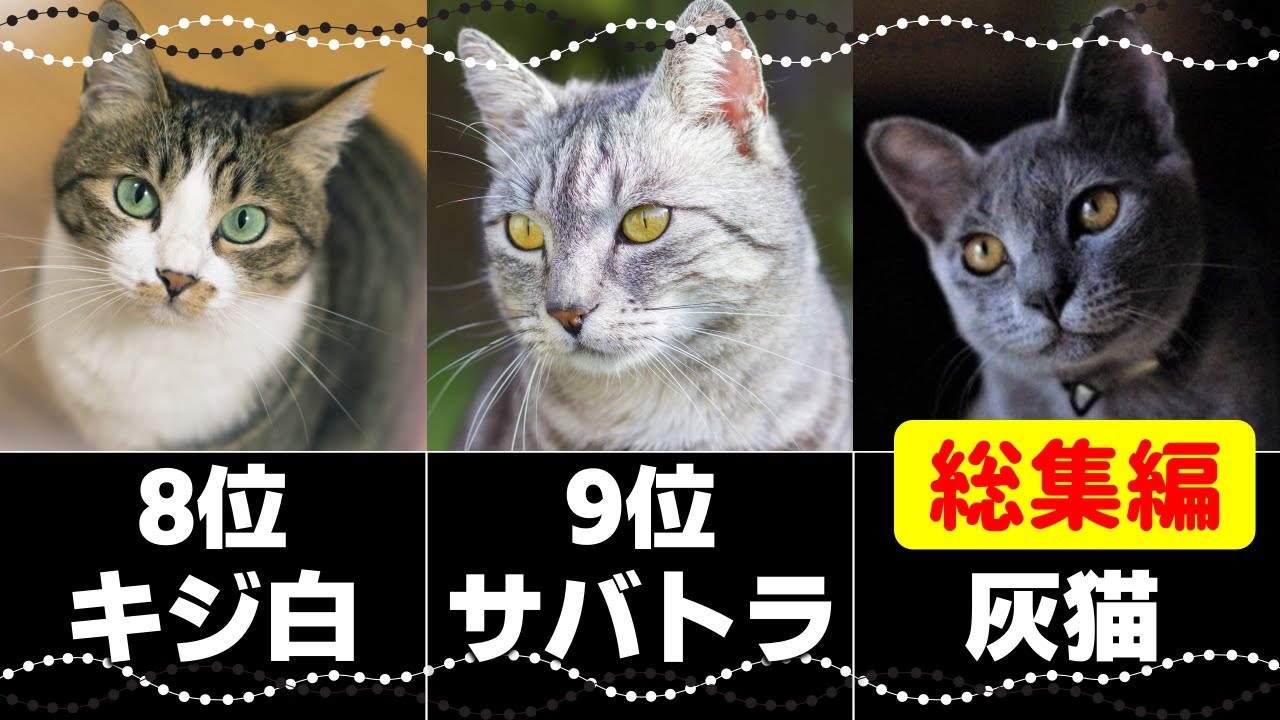 【総集編】人気の猫柄トップ10！猫の模様と性格全解説！