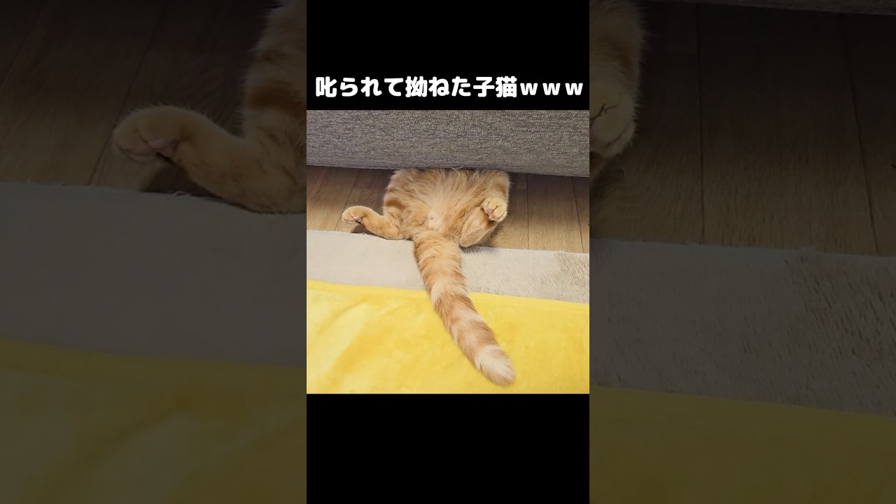 叱られて拗ねてしまった子猫がかわいい...笑#shorts