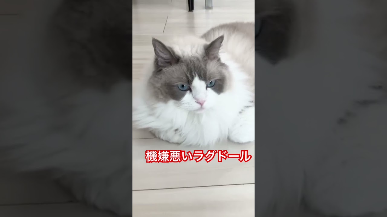機嫌悪いラグドール　 #ラグドール #cat  #cats  #animals  #猫のいる暮らし  #catlovers  #ragdoll  #ragdollcat 　#猫  #仔猫