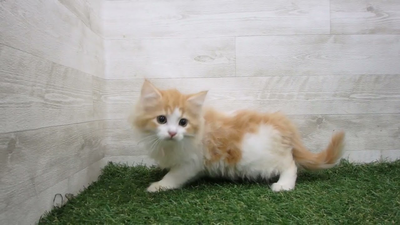 ペットショップcoo&riku No.00724346 ラガマフィン