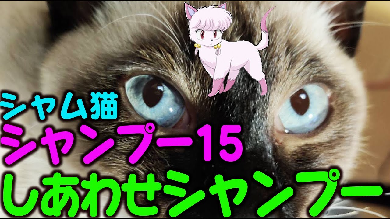 しあわせ？シャム猫シャンプー15Happy Siamese Cat Shampoo 15
