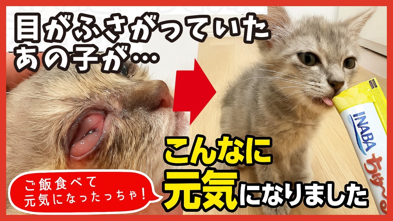 【衝撃】片目が見えない子猫が…数日後、こんなにキレイな目に！