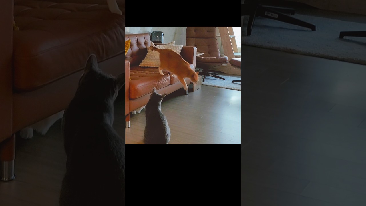 여자들의기싸움과 싸움말리는 남자😁a man who stops women from fighting女たちの神経戦とけんかを止める男 #cat #고양이