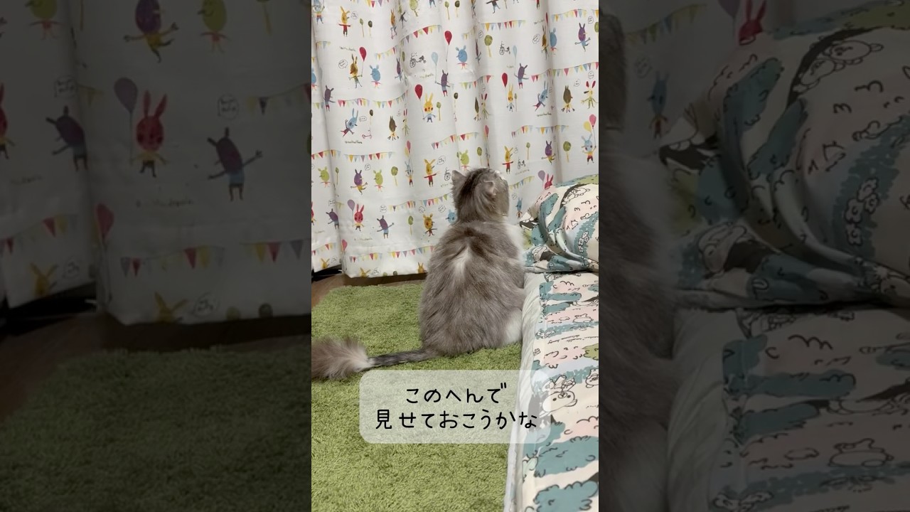 マンチカン立ち、見ていってね🐱 #保護猫 #ねこ #猫のいる生活 #shorts #cat #猫動画 #funnycats #squidgame