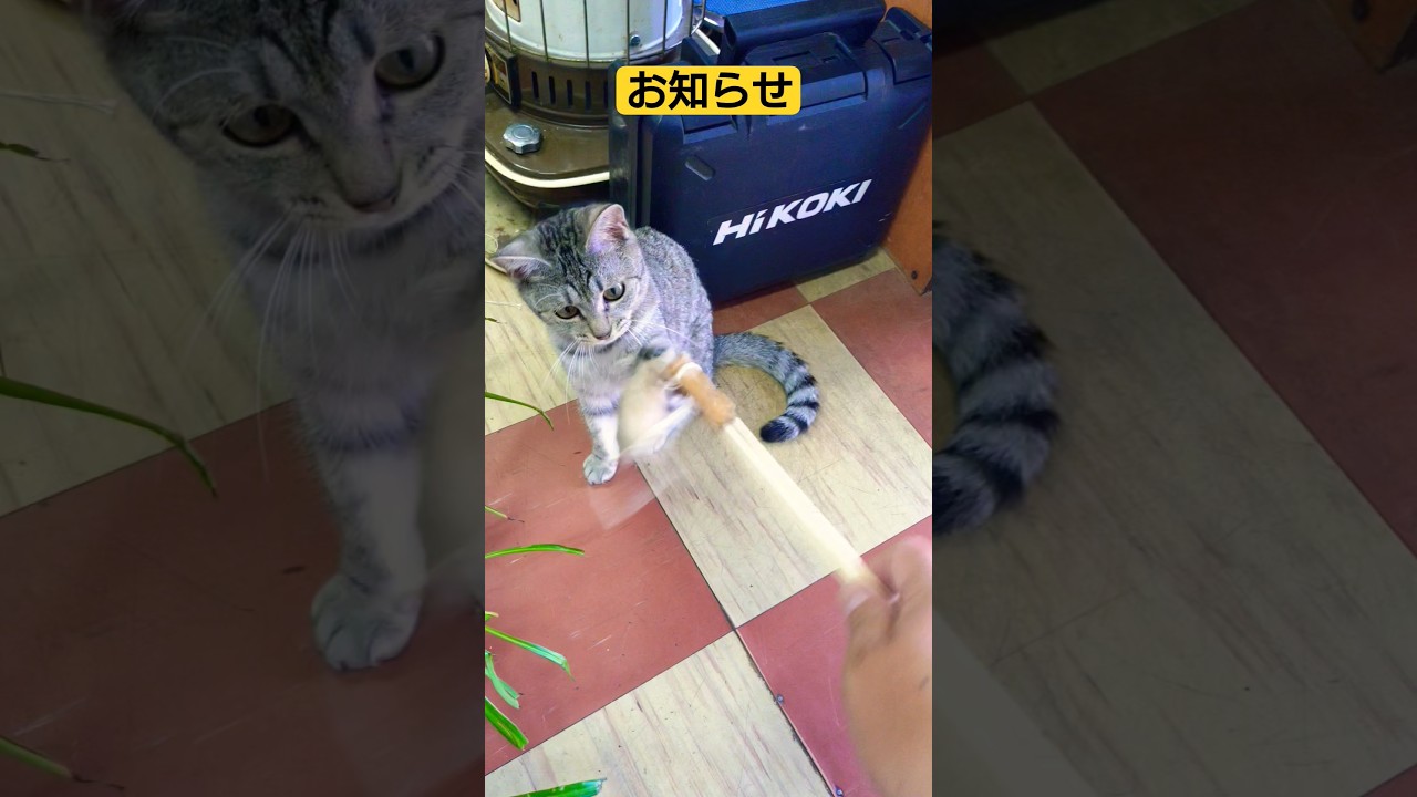 【モモンクスチャンネルからのお知らせです】#保護猫 #スフィンクス ＃時雨