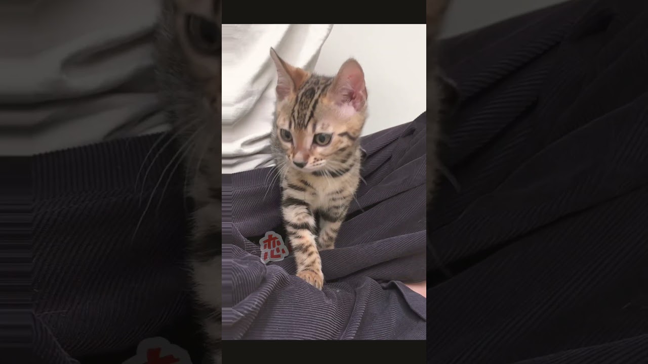 うわさのちろる#shorts #猫 #子猫  #cat #猫のいる暮らし #ベンガル