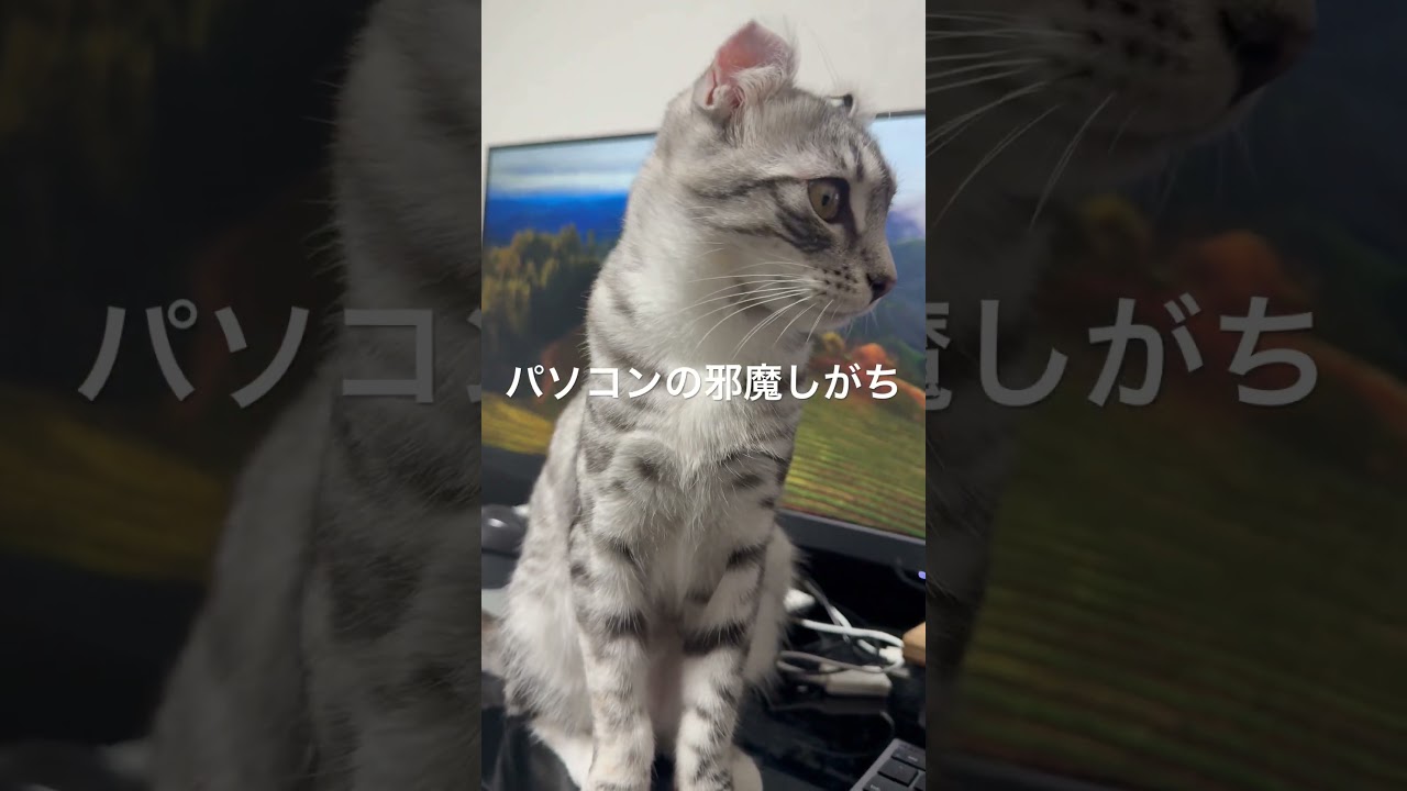 猫あるある言いたい〜　#猫と寝る #cat #アメリカンカール #ネコ #猫のいる暮らし