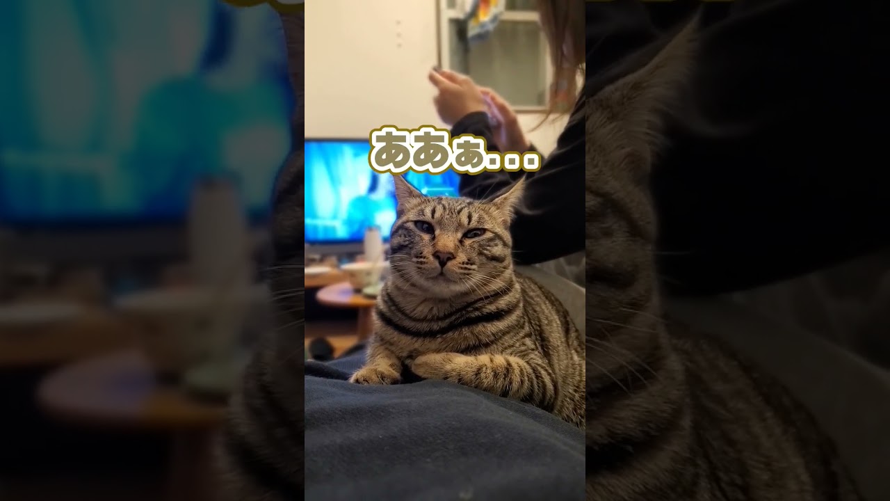 寝落ちパイセン