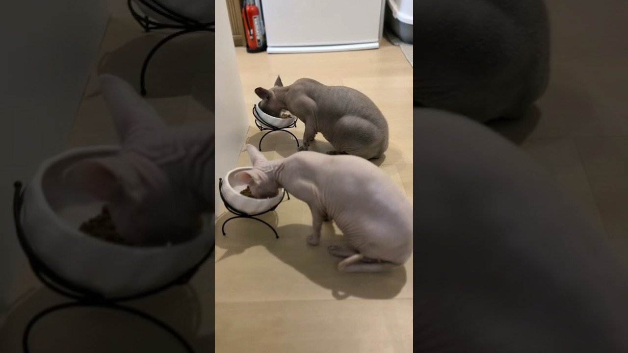 毛のない猫の咀嚼音【スフィンクス】