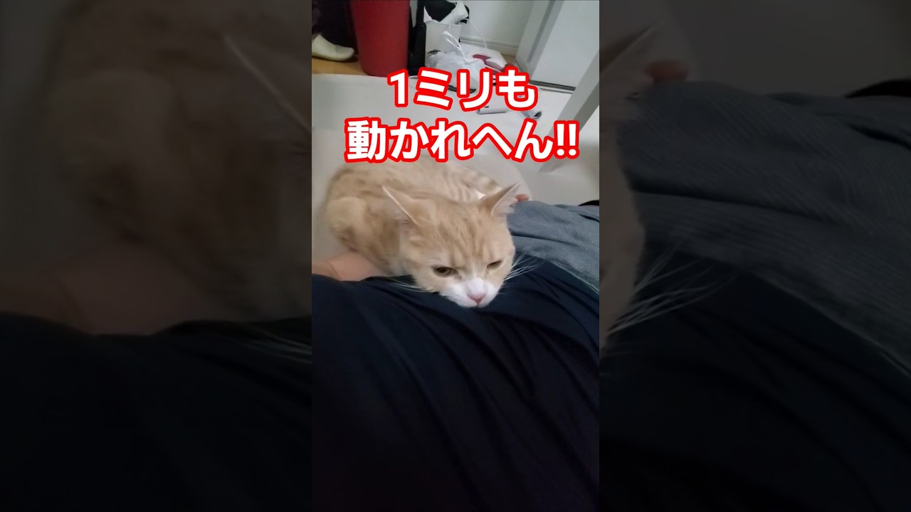 反則技をしちゃう猫 #添い寝 #ねこ #cat  #猫 #睡眠 #スコティッシュフォールド #scottishfold #子猫 #shorts