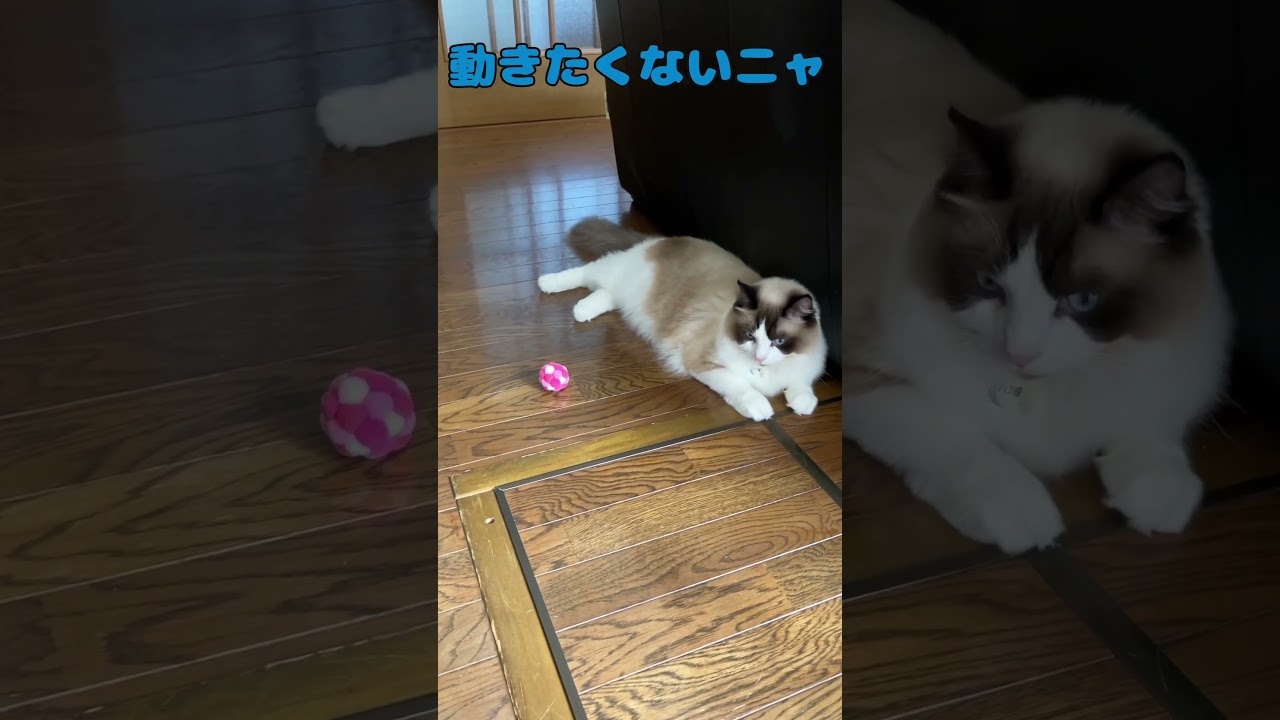 巨大猫ダイエット拒否　#猫  #cat  #ラグドール