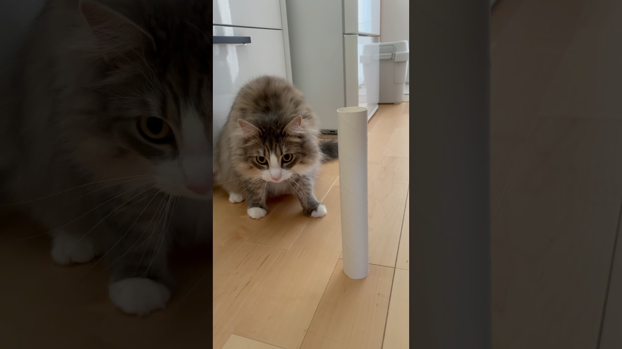 遊んで、、、もらえませんでした #サイベリアン #siberian #2歳3ヶ月 #猫 #cat #shorts